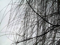 weeping willow